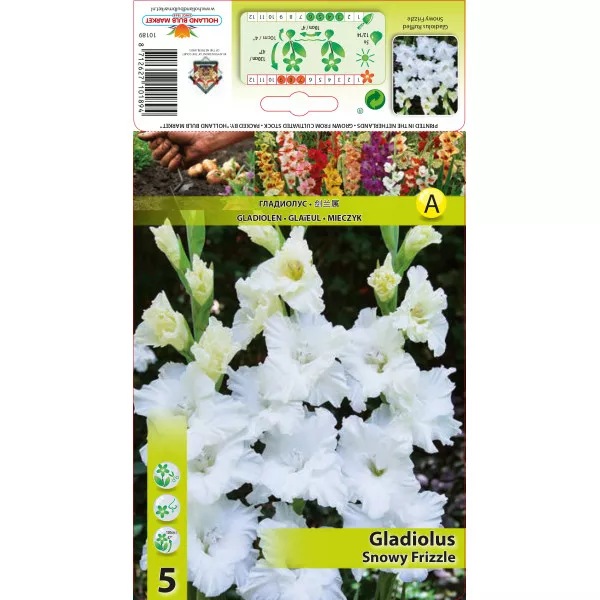 Gladiola (Mieczyk) Snowy Frizzle