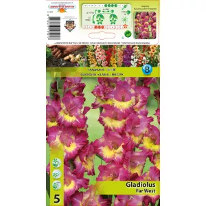 Gladiola (Mieczyk) Far West