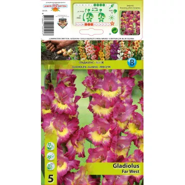 Gladiola (Mieczyk) Far West