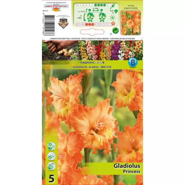 Gladiola (Mieczyk) Princess