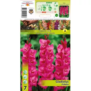 Gladiola (Mieczyk) Fidelio