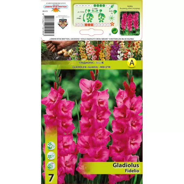 Gladiola (Mieczyk) Fidelio