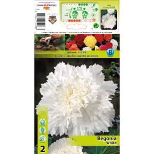 Begonia frędzlowa, biała