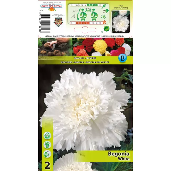 Begonia frędzlowa, biała Begonia frędzlowa, biała