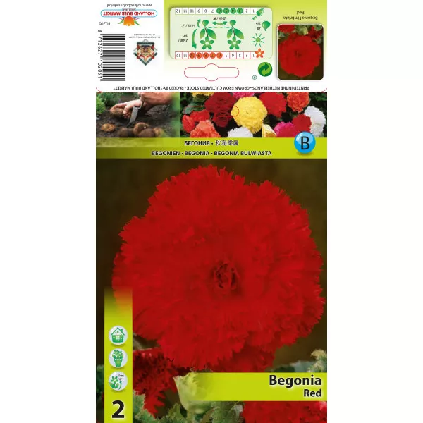 Begonia frędzlowa, czerwona Begonia frędzlowa, czerwona