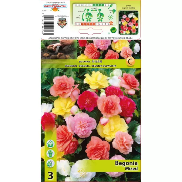 Begonia podwójna, mieszane kolory Begonia podwójna, mieszane kolory