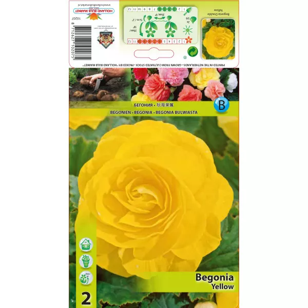Begonia podwójna, żółta