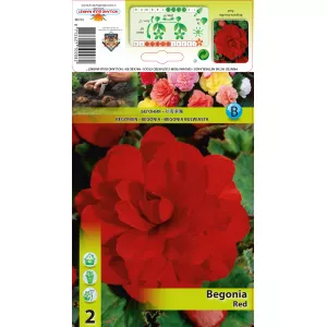 Begonia podwójna, czerwona
