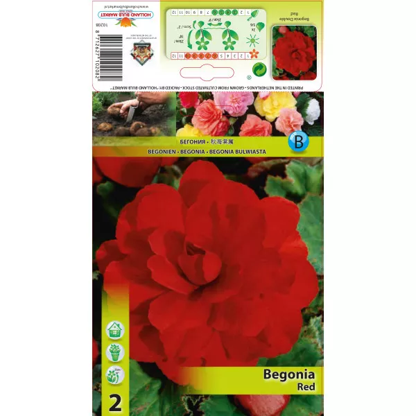 Begonia podwójna, czerwona