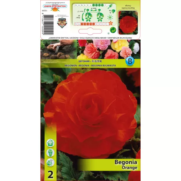 Begonia podwójna, pomarańczowa Begonia podwójna, pomarańczowa