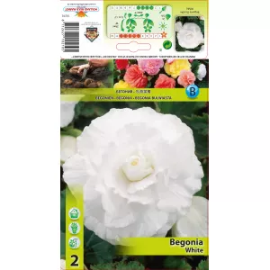 Begonia podwójna, biała