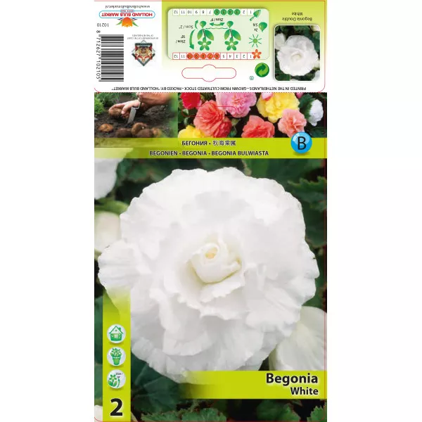 Begonia podwójna, biała Begonia podwójna, biała