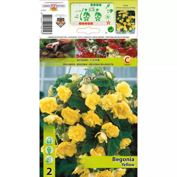 Begonia wisząca, żółta Begonia wisząca, żółta