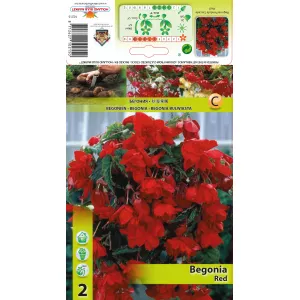 Begonia wisząca, czerwona