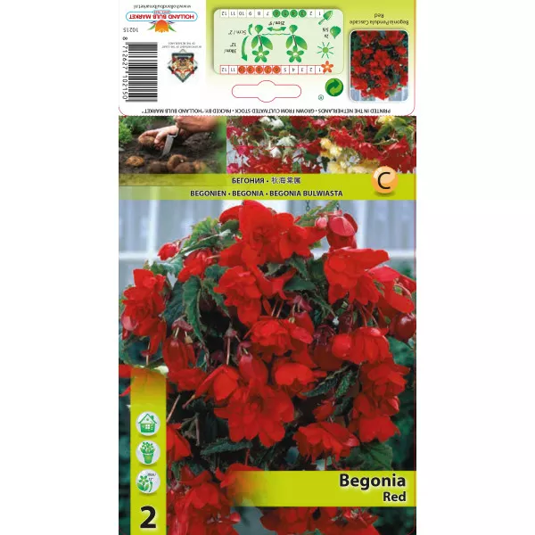 Begonia wisząca, czerwona