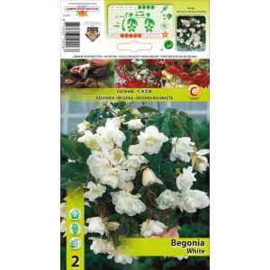 Begonia wisząca, biała