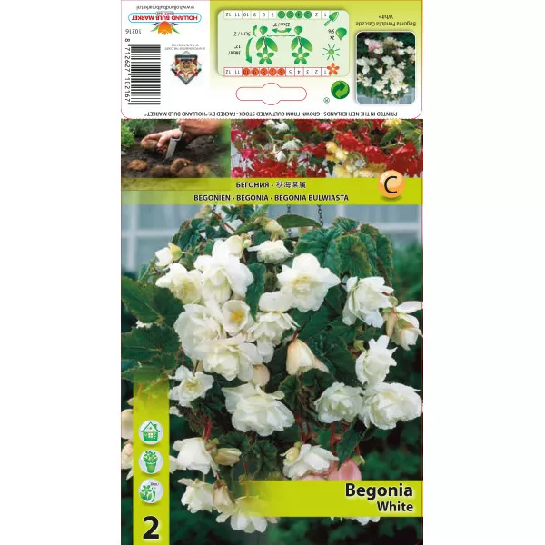 Begonia wisząca, biała