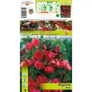 Begonia wisząca, różowa