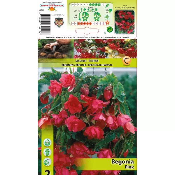 Begonia wisząca, różowa Begonia wisząca, różowa