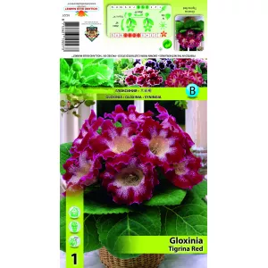 Gloksynia, czerwona