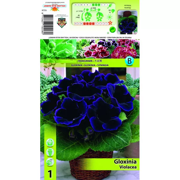 Gloksynia, fioletowa