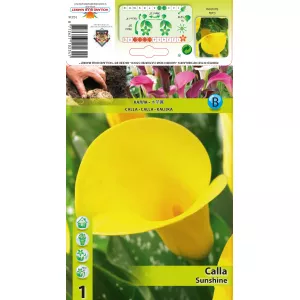 Calla Sunshine