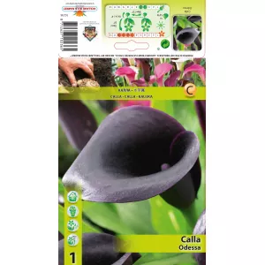 Calla Odessa