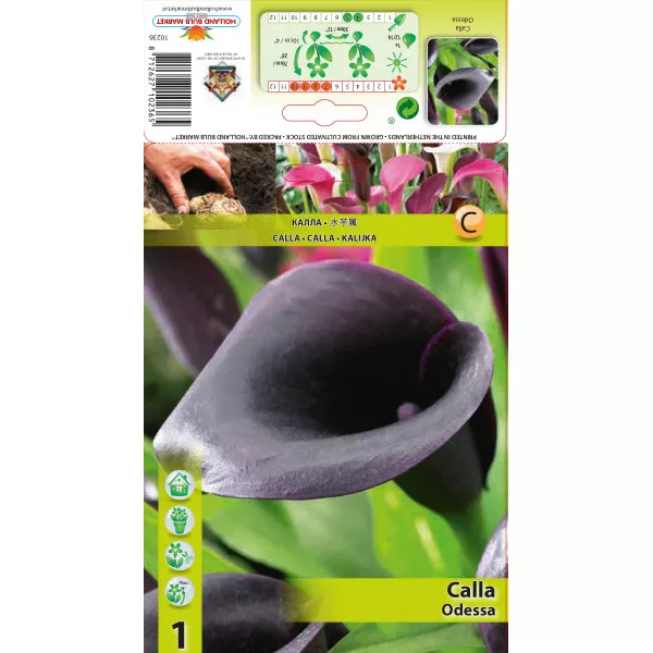 Calla Odessa