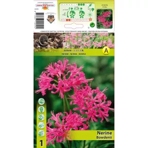 Nerina Bowdenii
