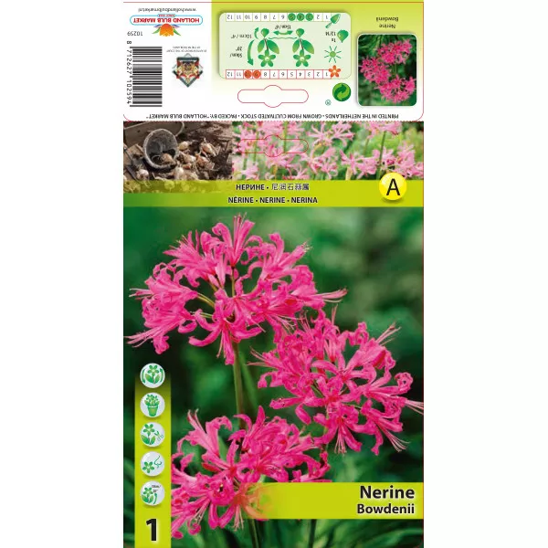 Nerina Bowdenii