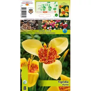 Tygrysówka Aurea