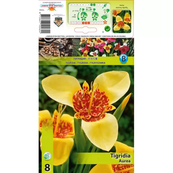 Tygrysówka Aurea