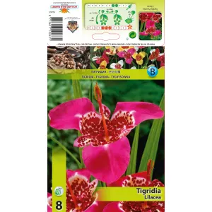 Tygrysówka Lilacea