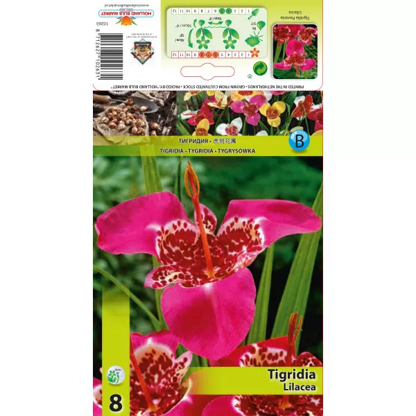 Tygrysówka Lilacea