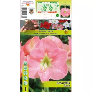 Amarylis Susan