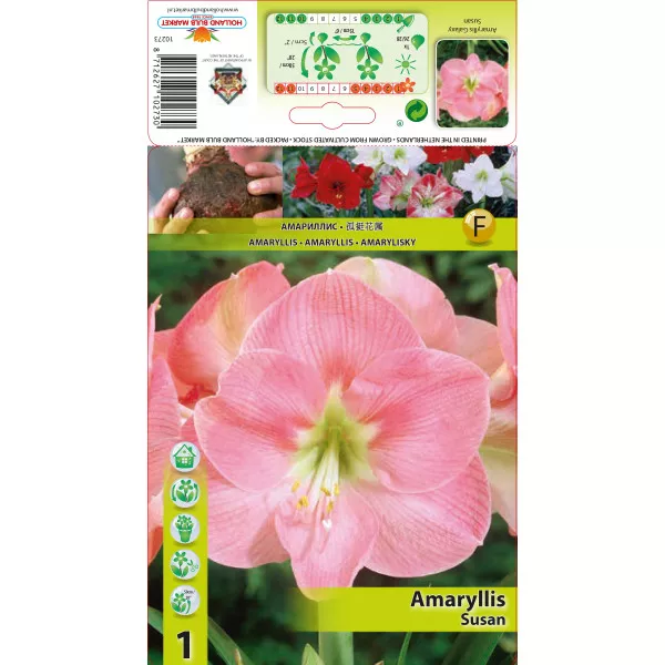 Amarylis Susan Amarylis Susan