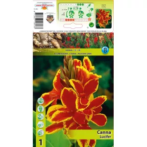 Canna Lucyfer