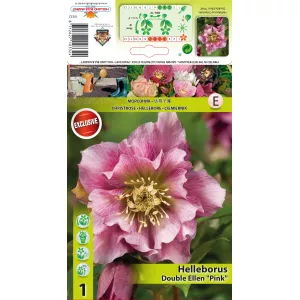 Ciemiernik (Helleborus) Double Ellen, różowy