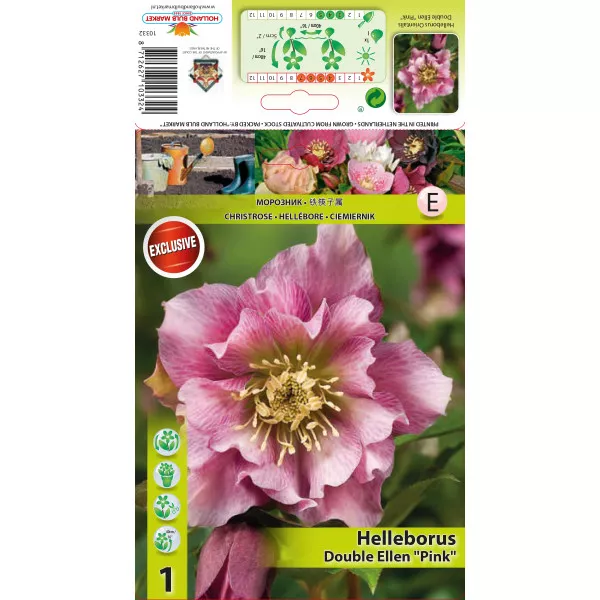 Ciemiernik (Helleborus) Double Ellen, różowy