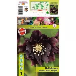 Ciemiernik (Helleborus) Double Ellen, fioletowy