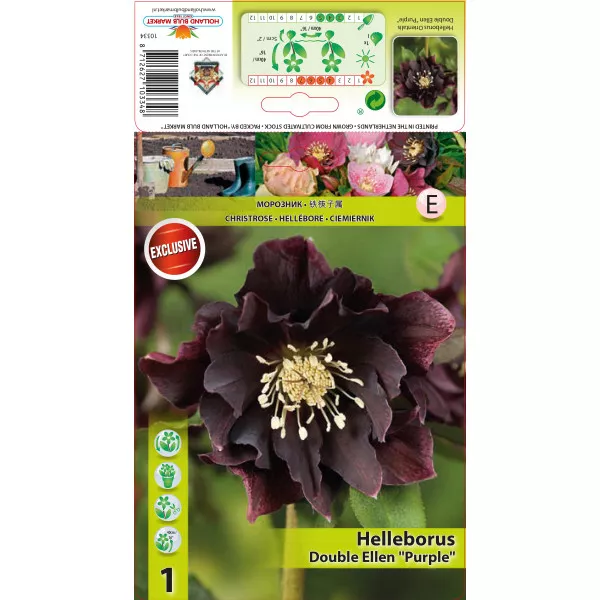 Ciemiernik (Helleborus) Double Ellen, fioletowy
