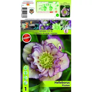 Ciemiernik (Helleborus) Podwójny Ellen Picotee