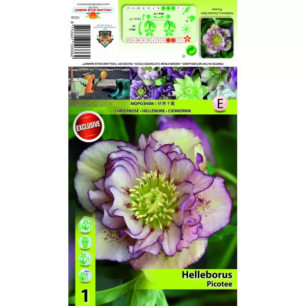 Ciemiernik (Helleborus) Podwójny Ellen Picotee