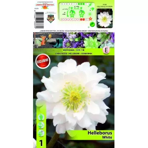 Ciemiernik (Helleborus) Double Ellen, biały
