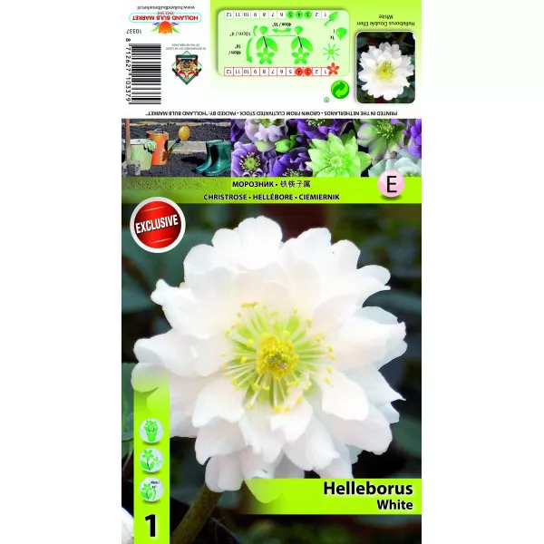 Ciemiernik (Helleborus) Double Ellen, biały