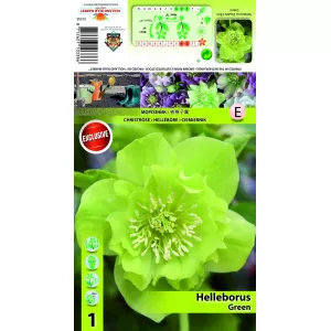 Ciemiernik (Helleborus) podwójny Ellen, zielony