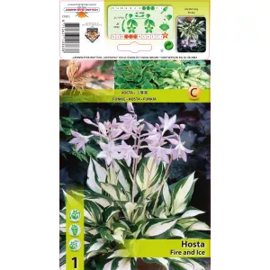 Hosta (Funkia) Fire and Ice