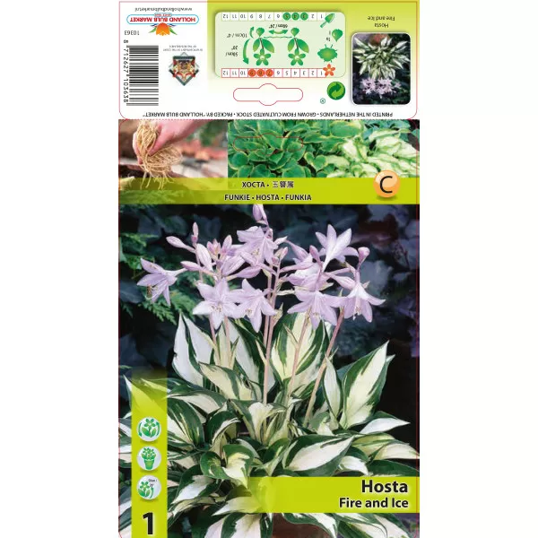 Hosta (Funkia) Fire and Ice