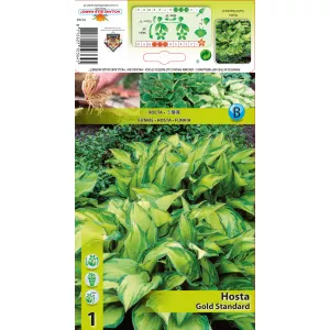 Hosta (Funkia) Gold Standard