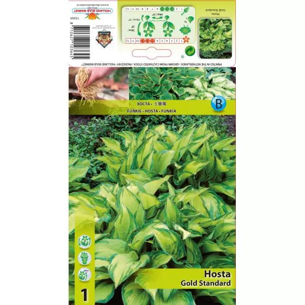 Hosta (Funkia) Gold Standard